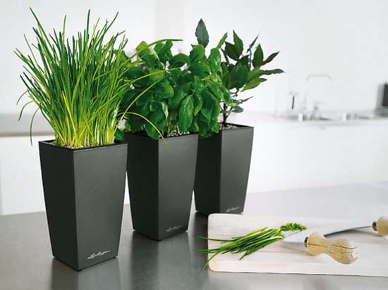 Placed In Indoor Plant  Pots  Add the Natural Beauty of Any 