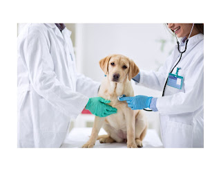 As a dog owner, one of the most important things you can do for your furry friend is to provide routine vet care. Regular checkups and preventive care can help keep your dog healthy and happy, while also catching any potential health issues early on.