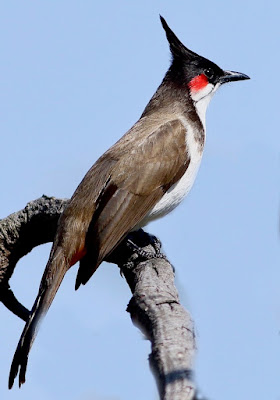 "Red-whiskered Bulbul (Pycnonotus jocosus), a medium-sized songbird with a distinctive appearance. Recognizable by its brownish plumage, red patch behind the eye, and prominent red whisker marks. Perched on a curved branch."