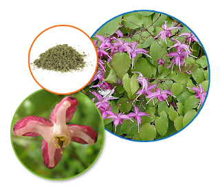 Epimedyum Nedir?