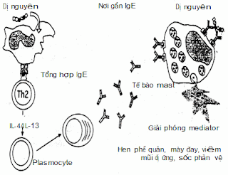 Cơ chế gây phản ứng dị ứng.