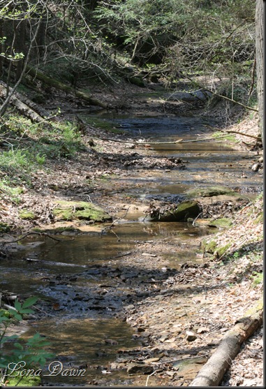 CH_Creek_Spring (2)