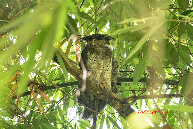 Barred eagle-owl