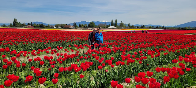 Father in son at red field of Tulips