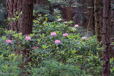 Pacific Rhododendron (R. macrophyllum)