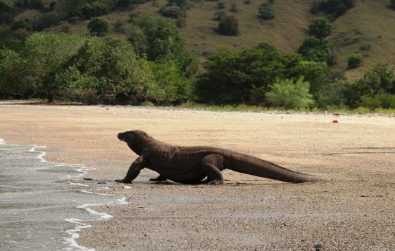 Pulau Komodo