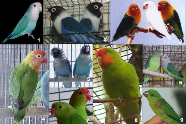  Jenis  Jenis Burung Love Bird  Terlengkap