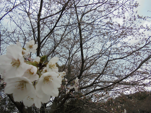 弥生の館むきばんだの芝生け広場のソメイヨシノ桜