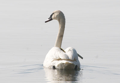 Trumpeter Swan (Cygnus buccinator)