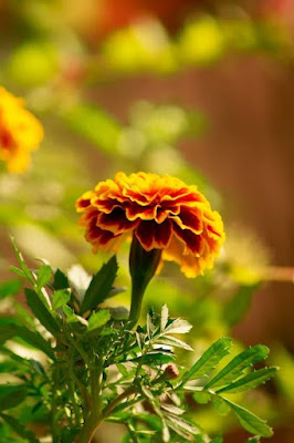 The Best Sun Annuals That Bloom All Summer