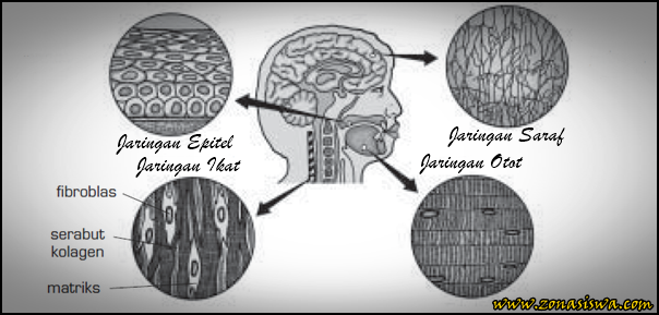  Jaringan  Hewan  Epitel  Konektif Otot Syaraf LENGKAP 