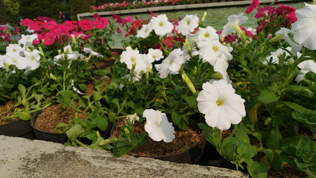 Petunia grandiflora