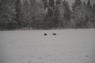 Bouvier och Schäfer