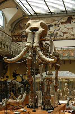 Les Galeries de Paléontologie et d'Anatomie comparée