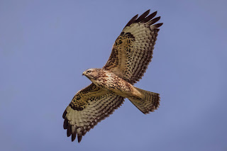 Buzzard DFBridgeman