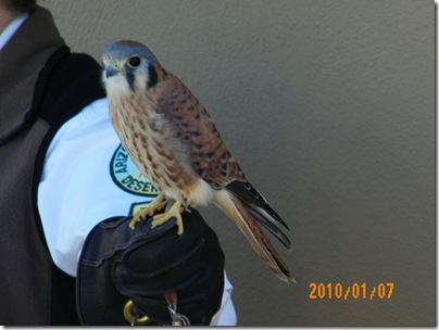 the smallest hawk