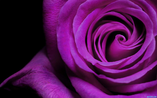 Hình ảnh hoa hồng tím