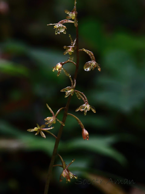 Tipularia japonica