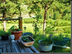 I plant lots on containers on and around deck from flowers to herbs and vegetable