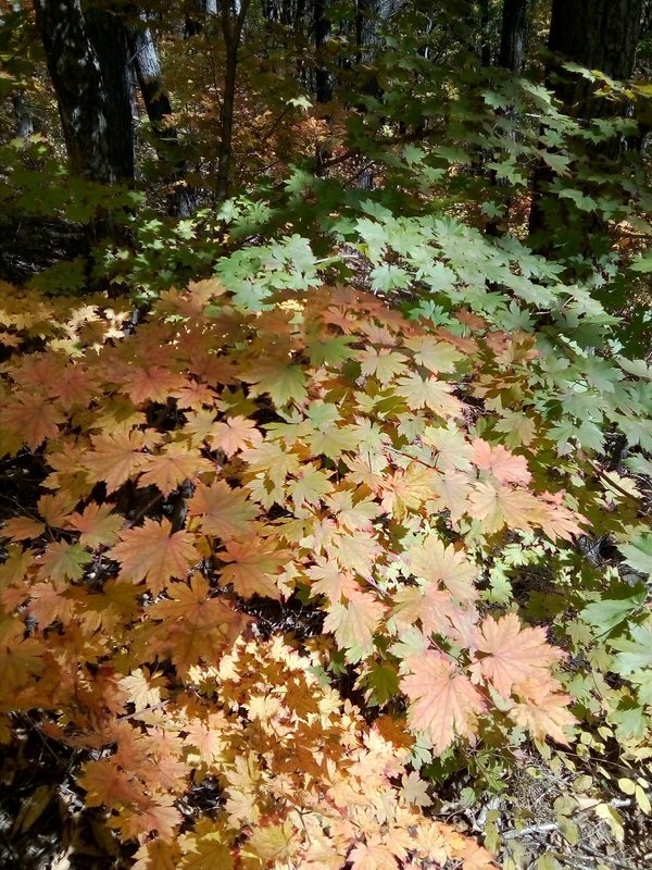 Клён ложнозибольдов (Acer pseudosieboldianum)