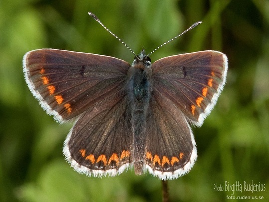 butterfly_20110731_brun