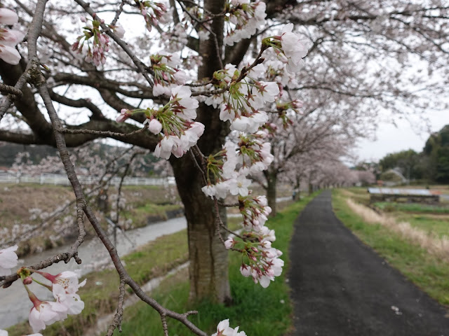 鳥取県西伯郡南部町鴨部の 法勝寺川沿いの桜並木