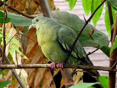 Female pink-necked green pigeon (Treron vernans)