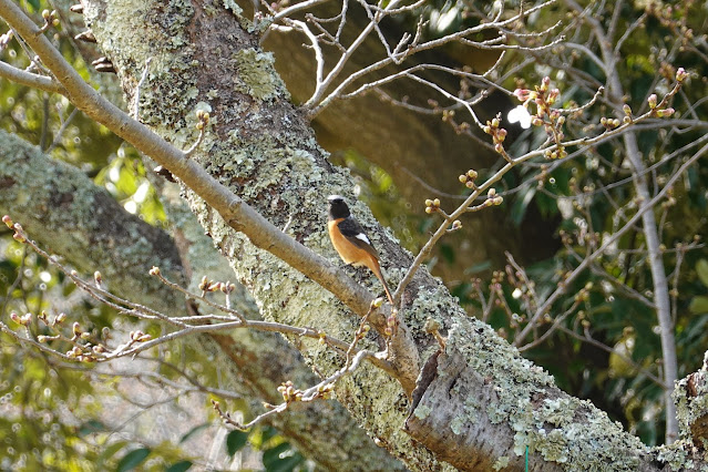 鳥取県米子市西町 湊山公園 ジョウビタキ