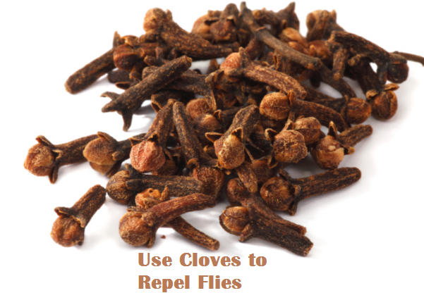 Use Cloves to Repel Flies