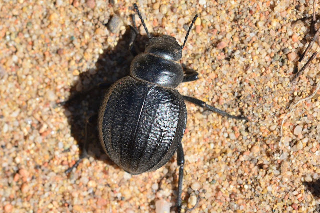 Pimelia payraudi