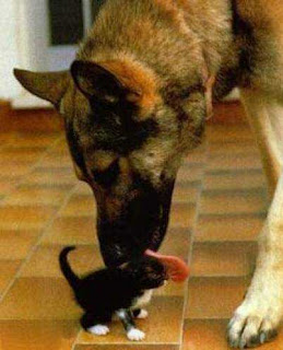 really cute picture of german shepherd dog licking tiny kitten photo like a mother