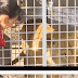 Retour à la vie sauvage pour 33 lions qui ont subi des mauvais traitements dans des cirques ( vidéo ) 