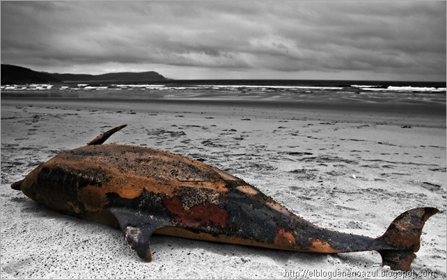 Delfin-BN-Web