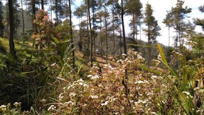 Hutan Wisata Grenden Magelang