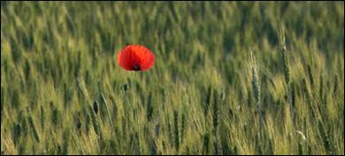 poppy in the wind