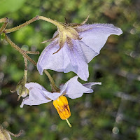 Two pale blue potato plant flowers.