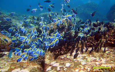 Rubiah Islands