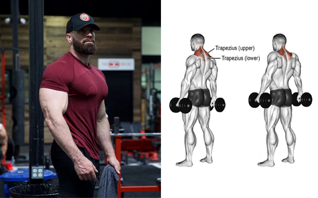 5 Best Trap Exercises For Bigger Stronger Traps