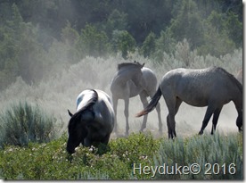 Teddy Roosevelt NP 105