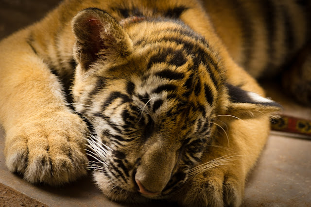 Baby tiger by Diego Cambiaso from flickr (CC-SA)