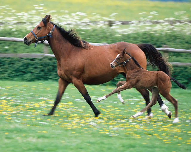 Caballito con su Mamá