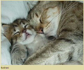 gambar induk kucing mengeloni anaknya