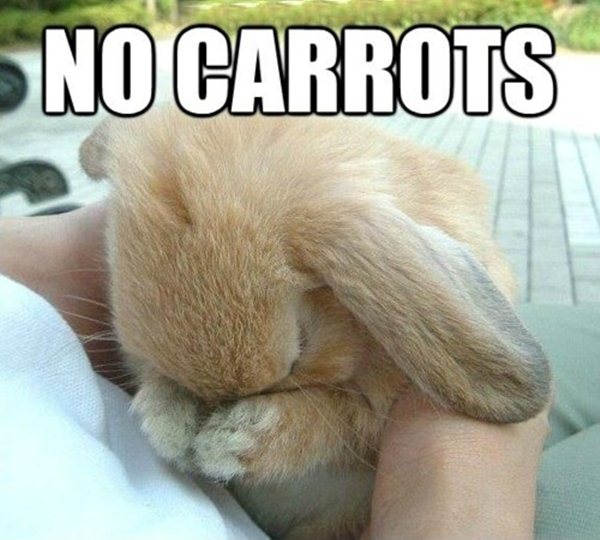 animal pictures with captions, no carrots