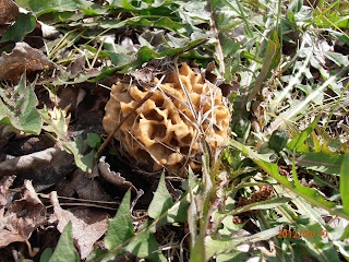 The first round yellow morel, Morchella esculenta var. rotunda, appears