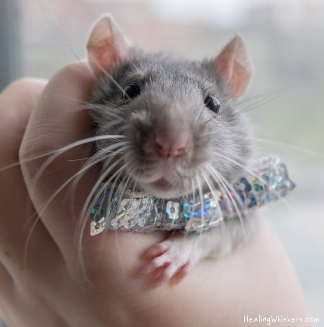 Xavier the rat in a bowtie