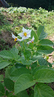 flor de papa