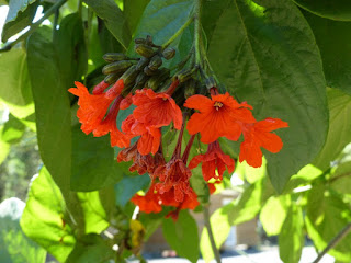 Cordia sebestena - Sébestier - Bois râpe - Mapou rouge