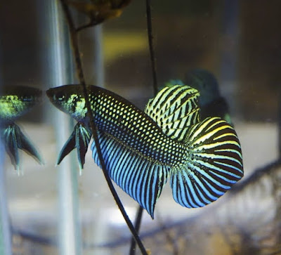 Betta Mahachaiensis