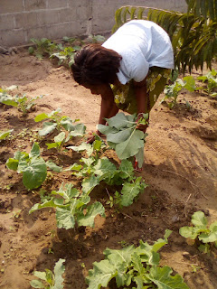 The Community Garden in Cooperation with The Sovereign House of Mithras