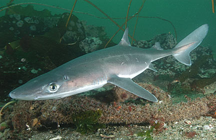 A Letter dogfish shark